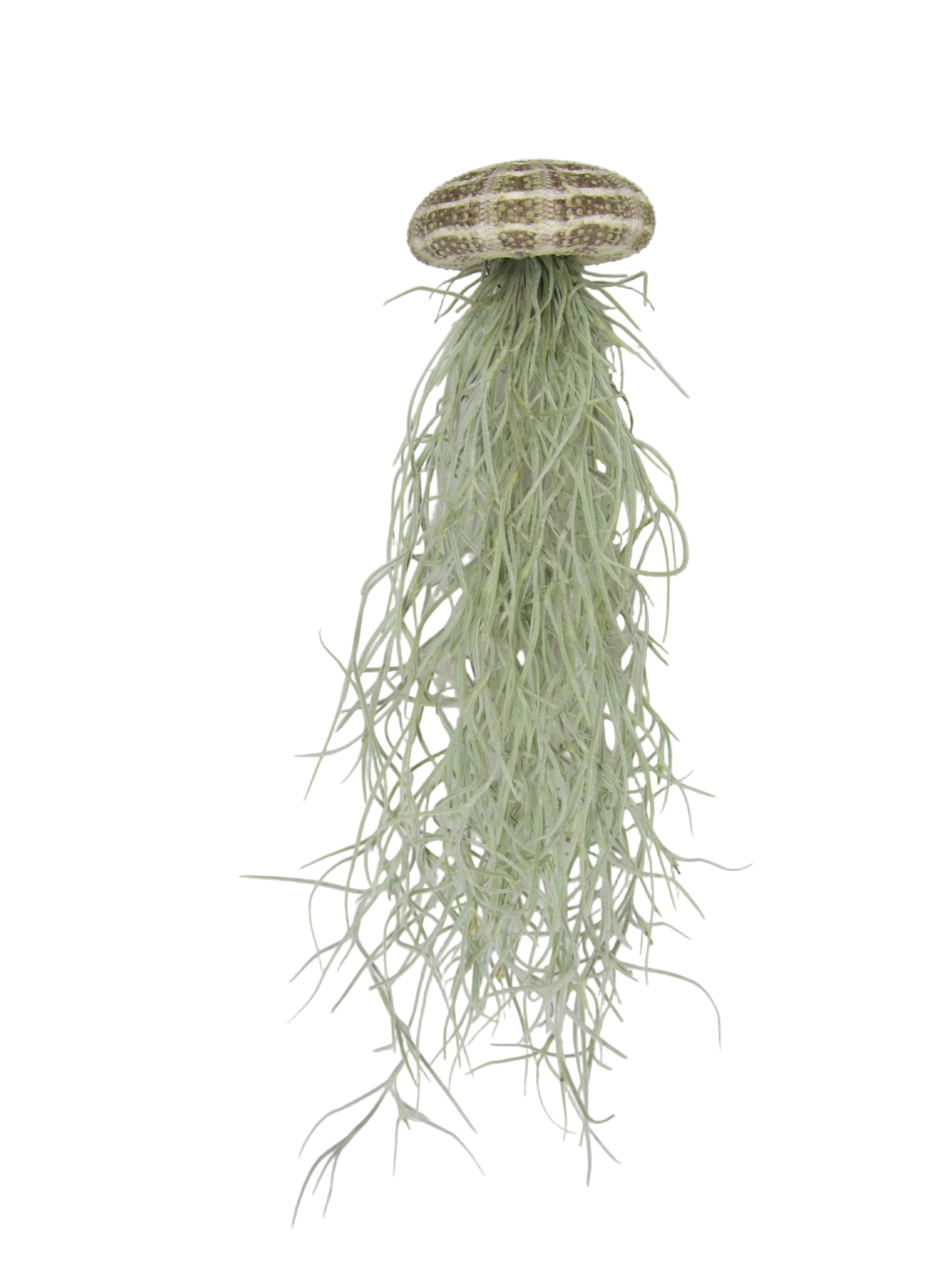 Seeigel mit Tillandsie XXL 30cm Luftpflanze Qualle 3er Set