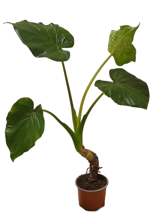 Alocasia cucullata Zimmerpflanze 50cm