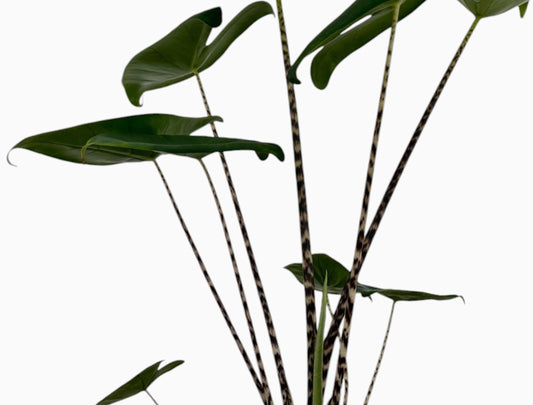 Pfeilblatt Alocasia zebrina 70cm XXL Zimmerpflanze