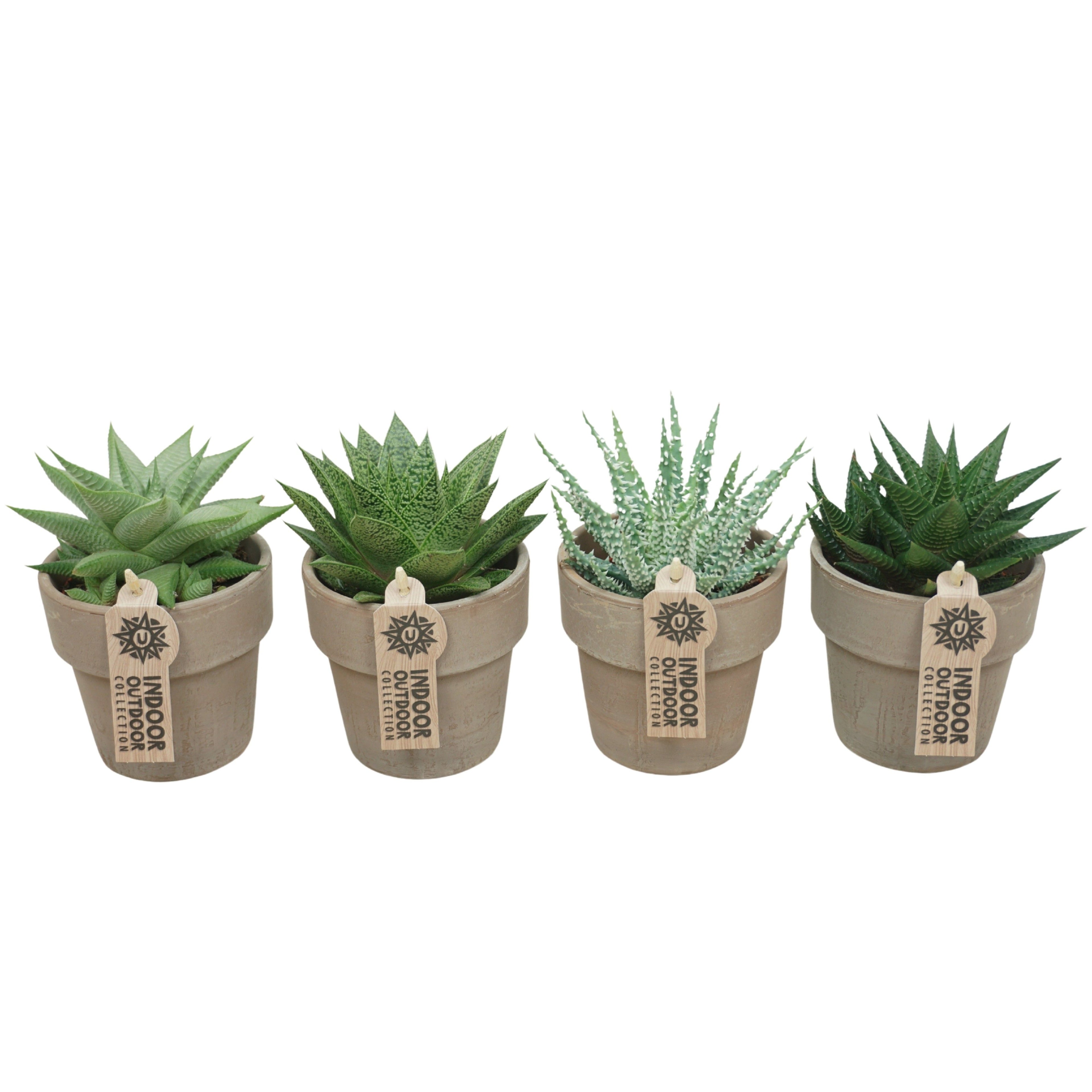 Aloe Wüstenlilie 4er Set mit Übertopf