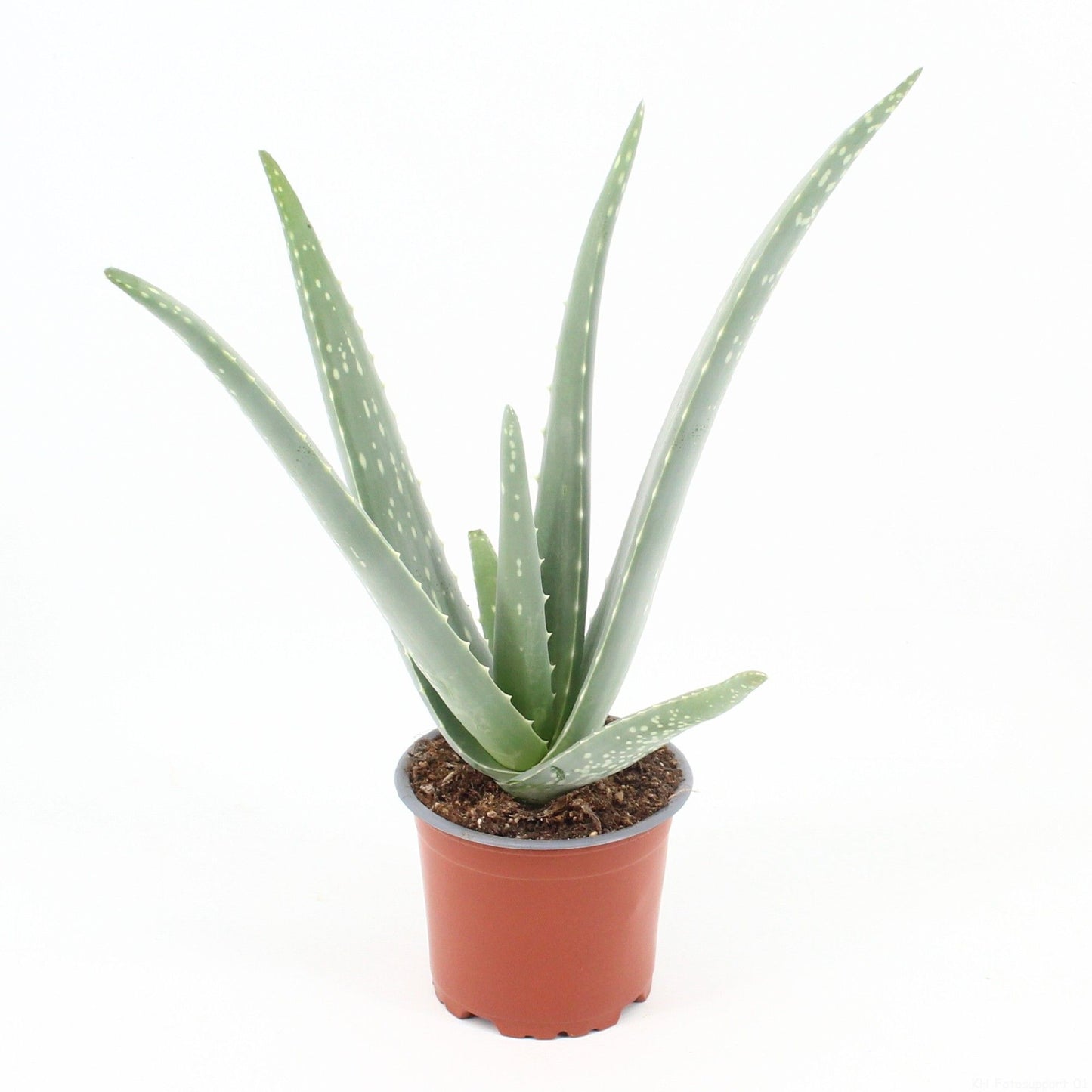 Aloe Vera 30 cm Zimmerpflanze