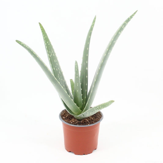 Aloe Vera 30 cm Zimmerpflanze