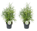 2 x Zierspargel Asparagus falcatus