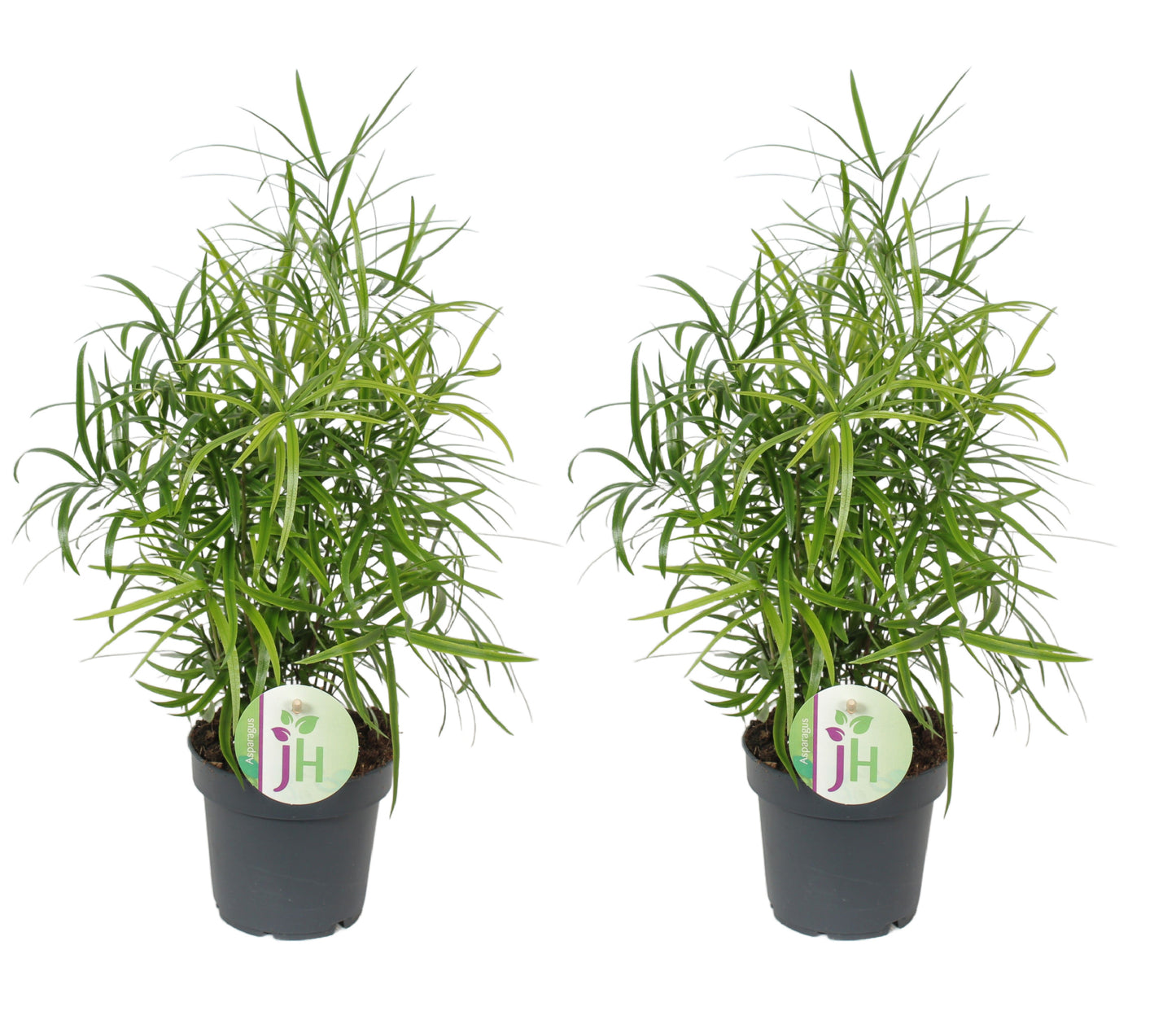 2 x Zierspargel Asparagus falcatus