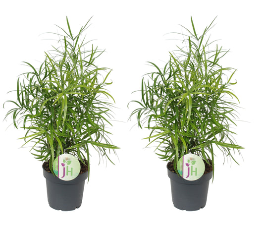 2 x Zierspargel Asparagus falcatus