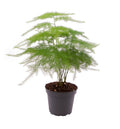 Asparagus setaceus Plumosus 35cm Zimmerpflanze