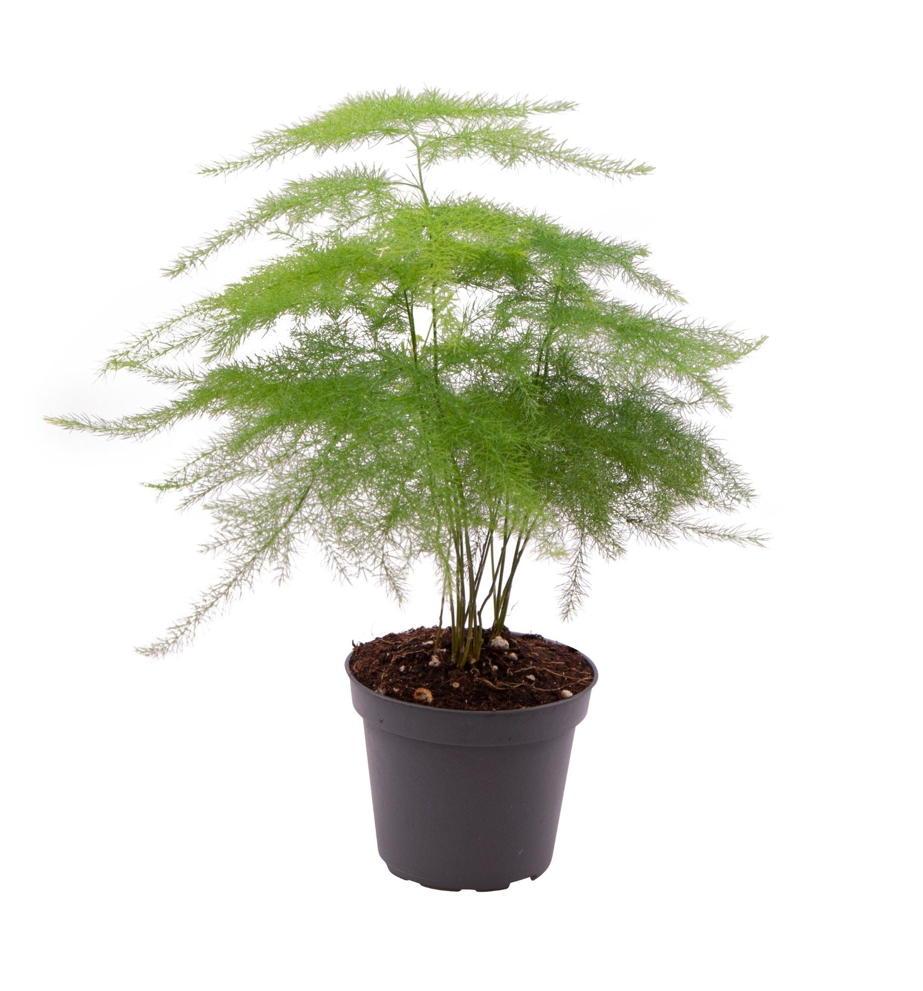 Asparagus setaceus Plumosus 35cm Zimmerpflanze