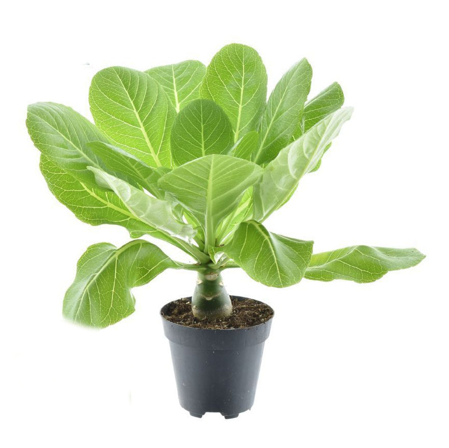 Hawaipalme Rarität 30cm