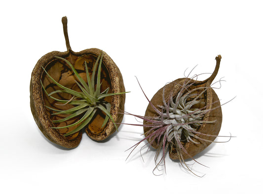 Exotische Pterygota alata Schale braun mit Tillandsie 2er Set