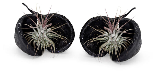 Exotische Pterygota alata Schale schwarz mit Tillandsie 2er Set