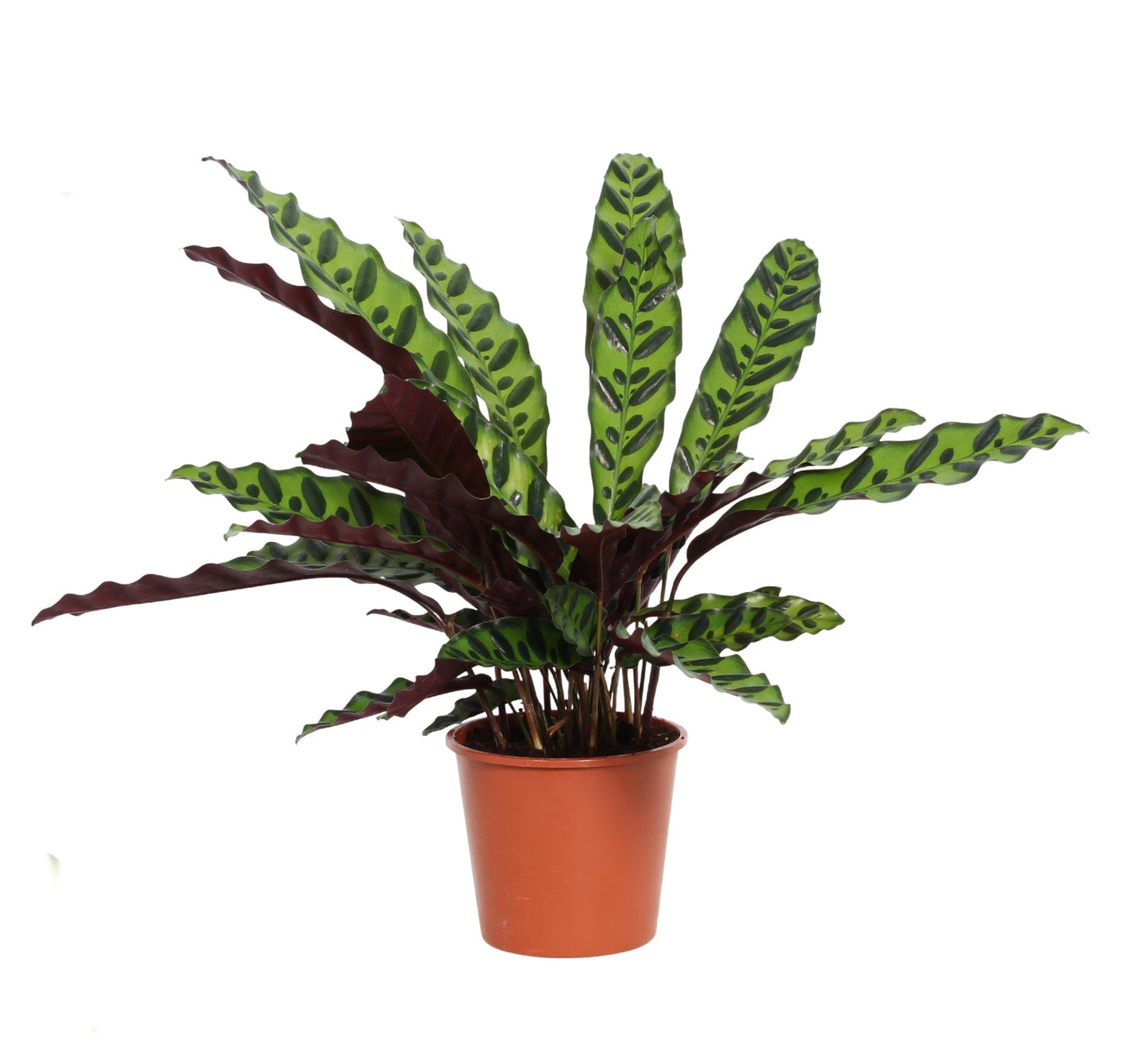 Calathea lancifolia 30cm Zimmerpflanze