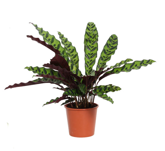 Calathea lancifolia 30cm Zimmerpflanze