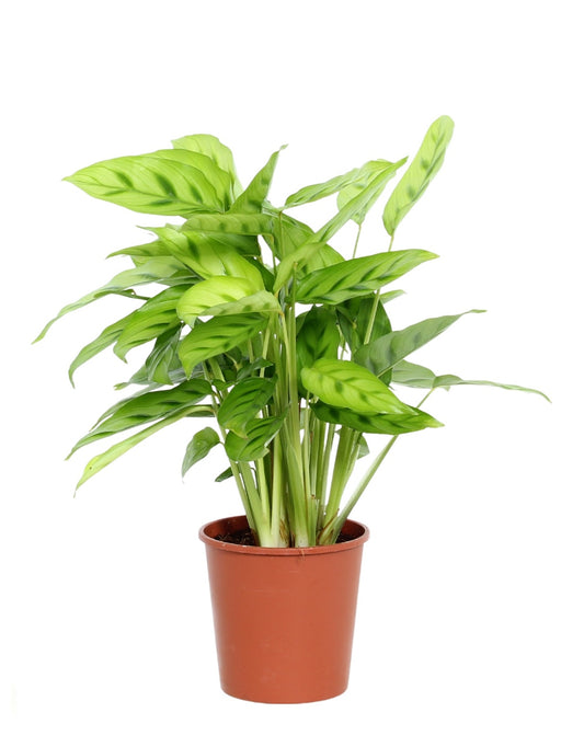 Calathea leopardina 40cm Zimmerpflanze