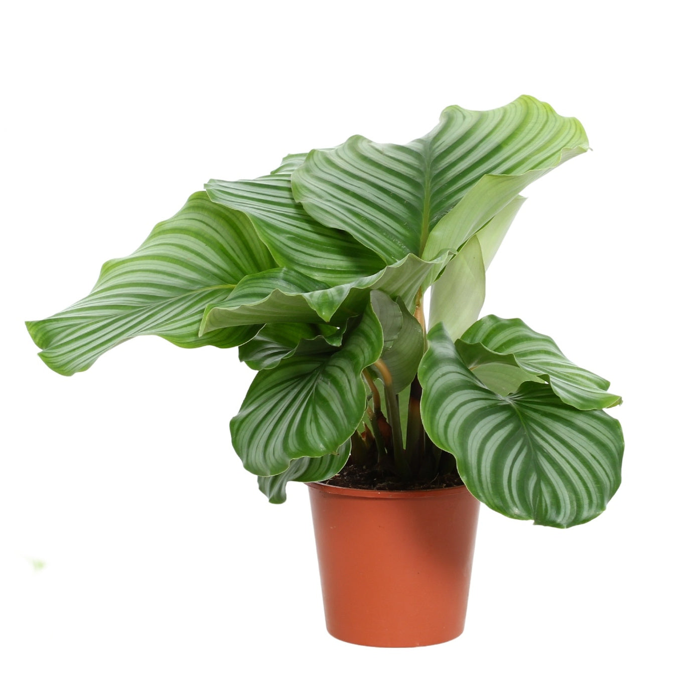Calathea 45cm Zimmerpflanze