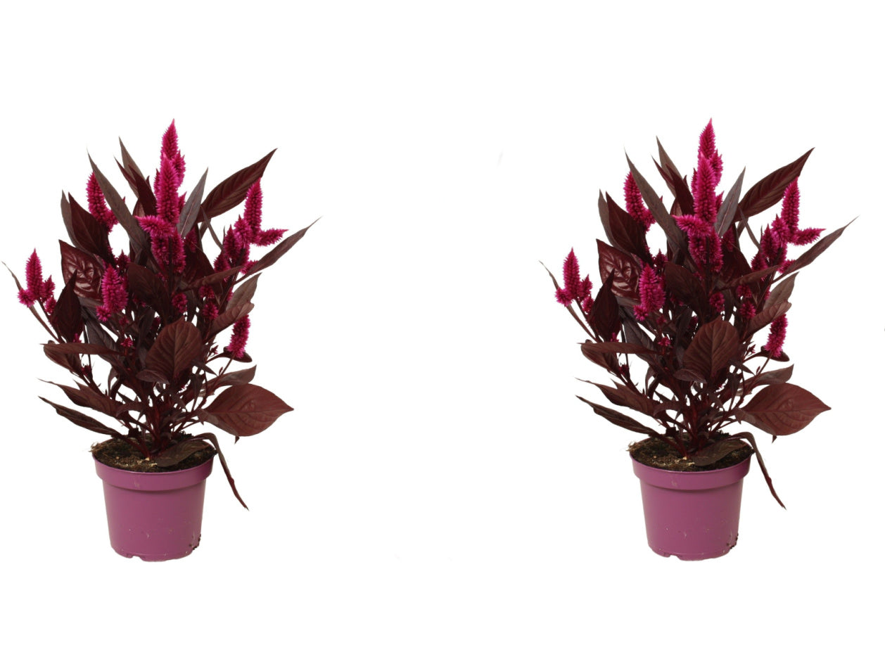 Celosia Mystic Shades 2er Set Zimmerpflanze