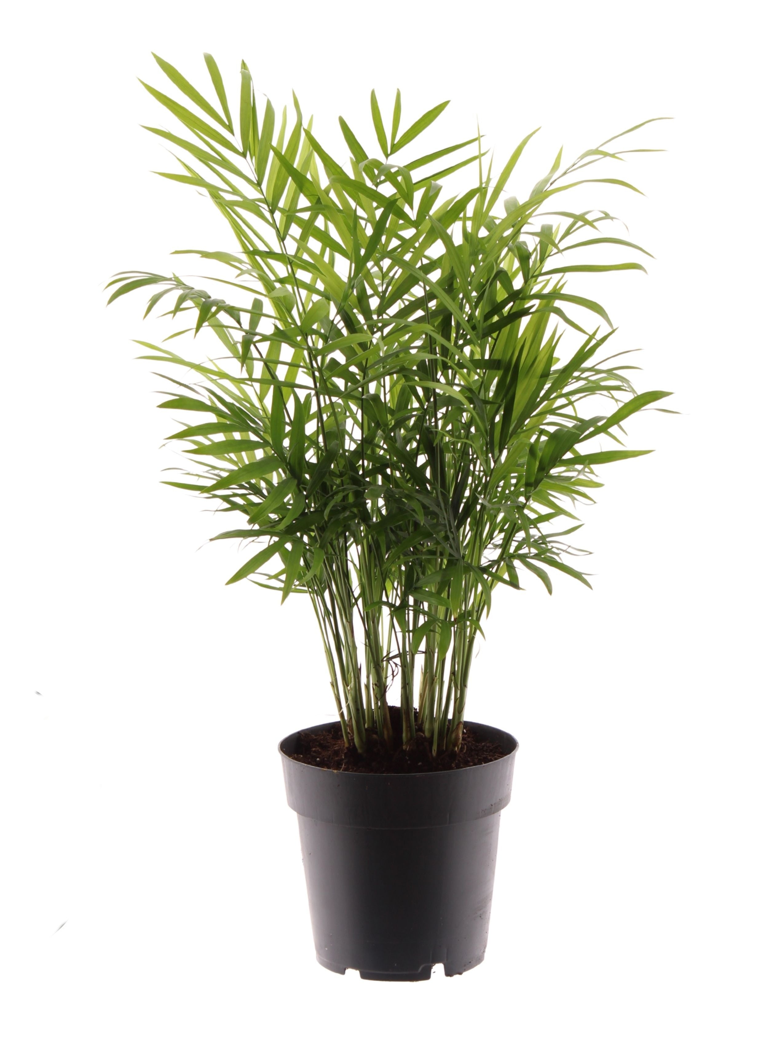 Bergpalme 45cm Zimmerpflanze