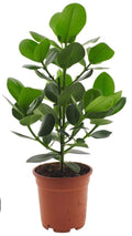 Balsamapfel 55cm XXL Clusio Princess