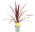 Drachenbaum australis 60cm