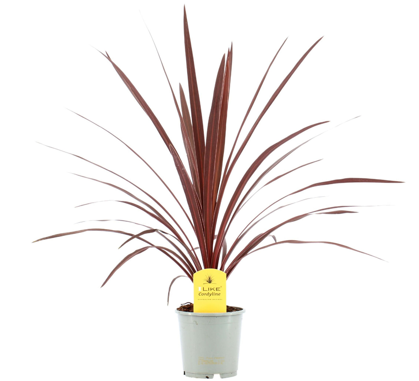 Drachenbaum australis 60cm
