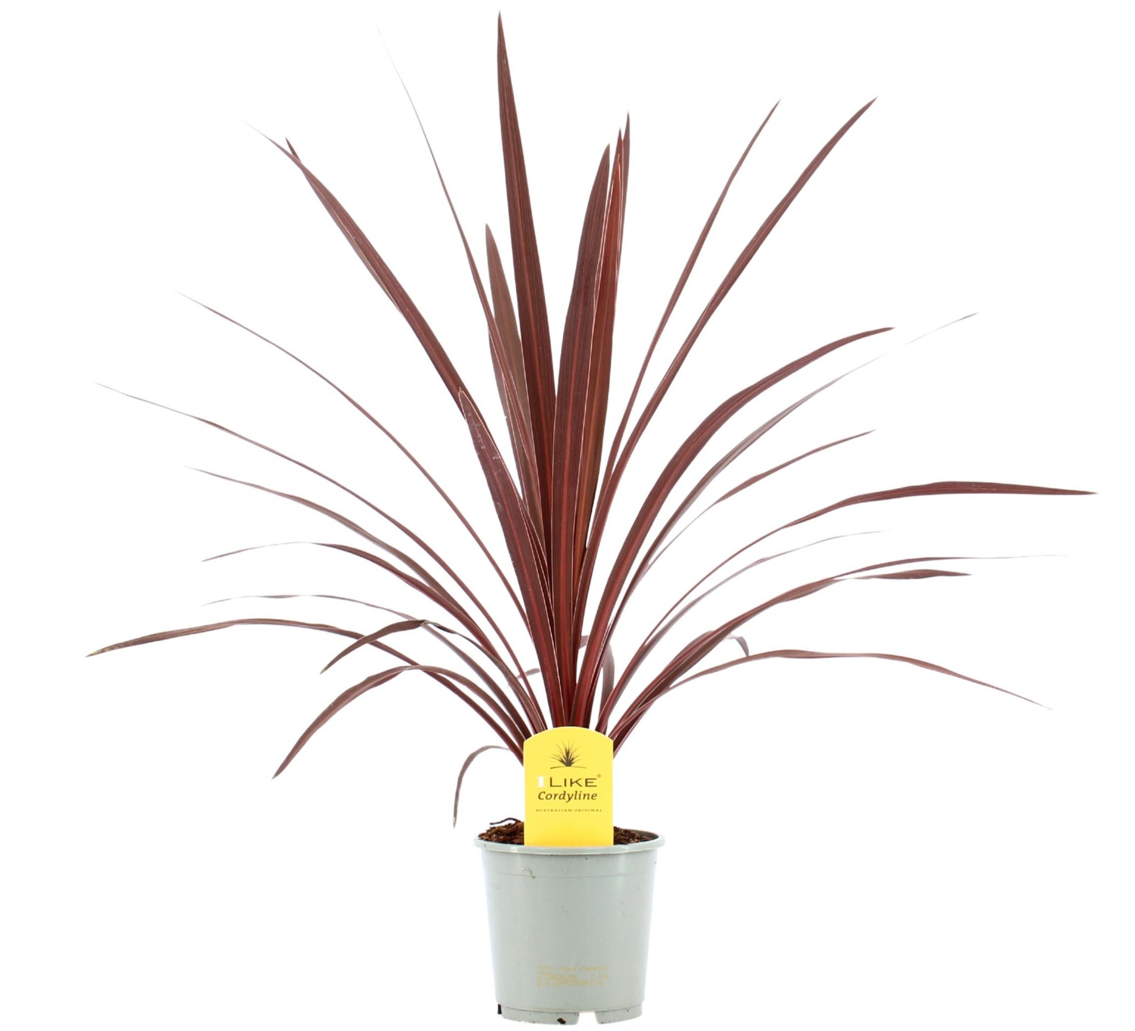 Drachenbaum australis 60cm