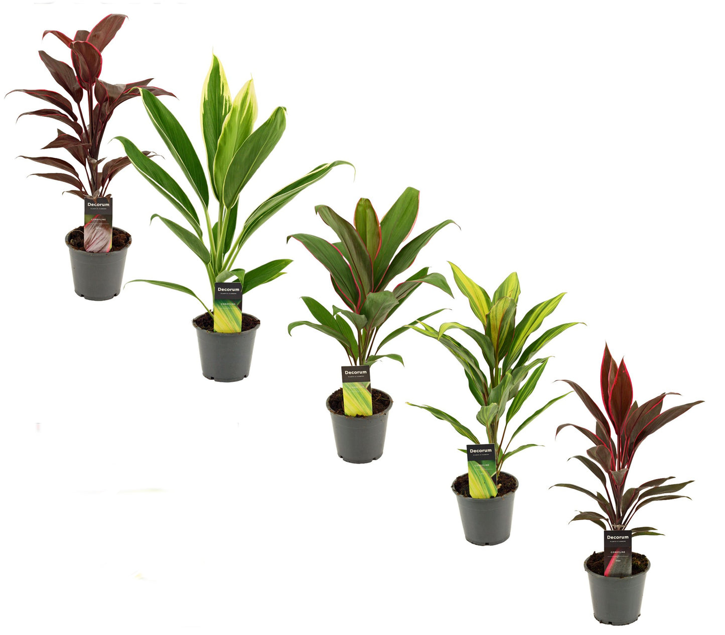 5 x Cordyline fruticosa Zimmerpflanze
