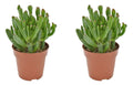 2 x Sukulente Crassula Hobbit