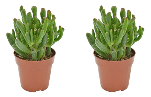 2 x Sukulente Crassula Hobbit