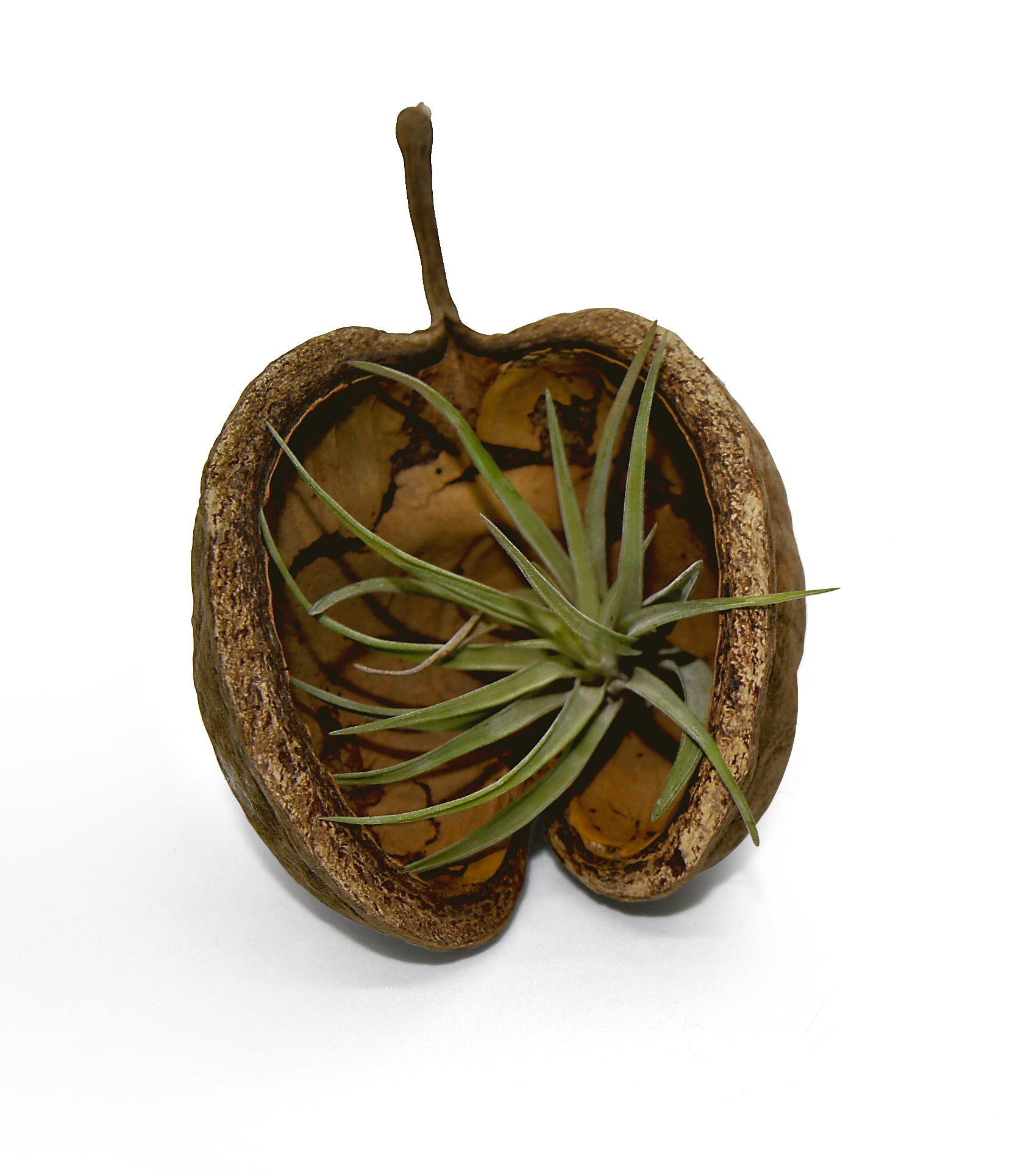Exotische Pterygota alata Schale braun mit Tillandsie 1er Set grün