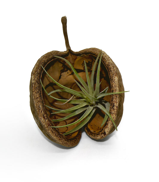 Exotische Pterygota alata Schale braun mit Tillandsie 1er Set grün