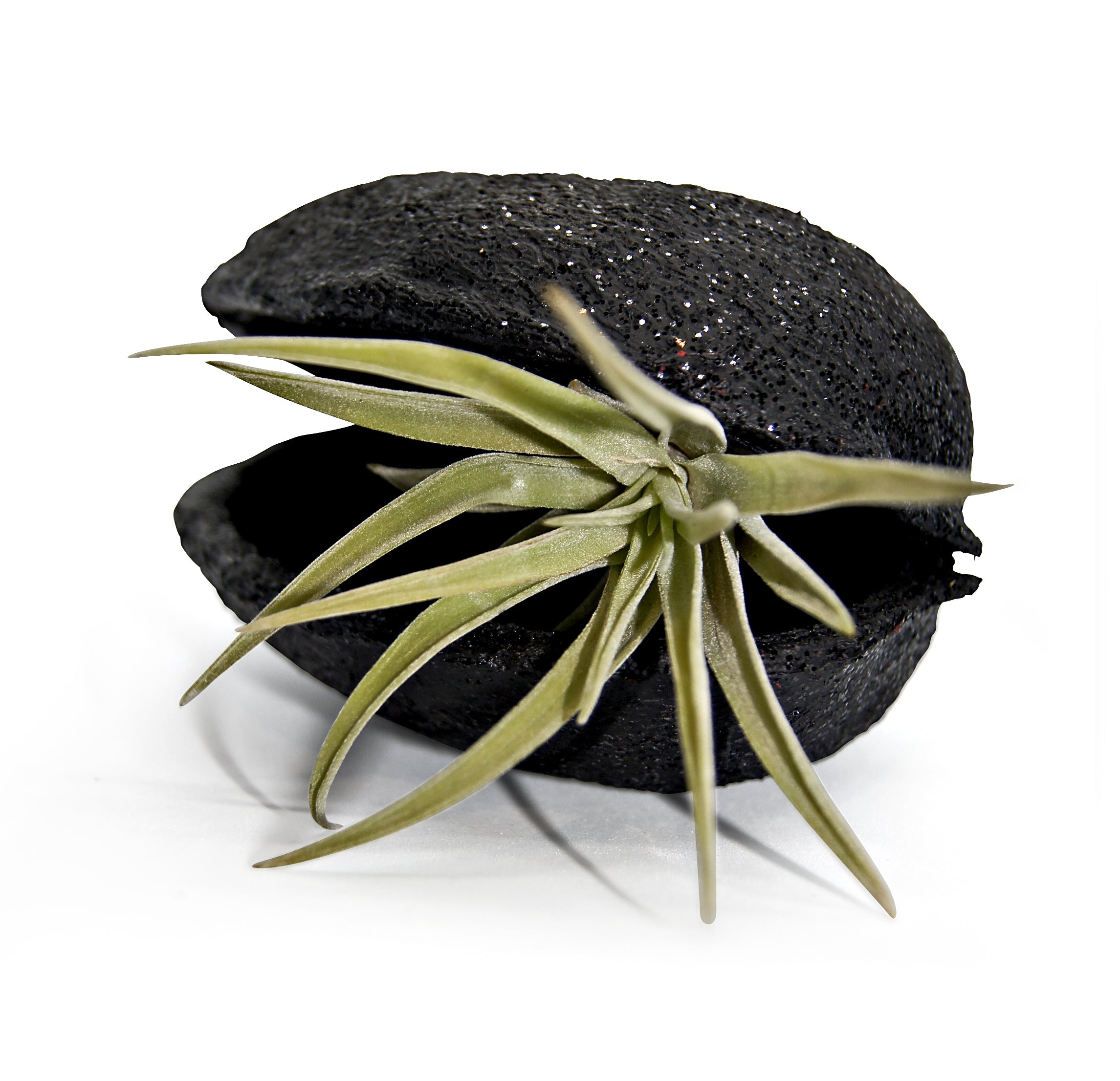Exotische Pterygota alata Schale Schwarz mit Tillandsie 1er Set grün