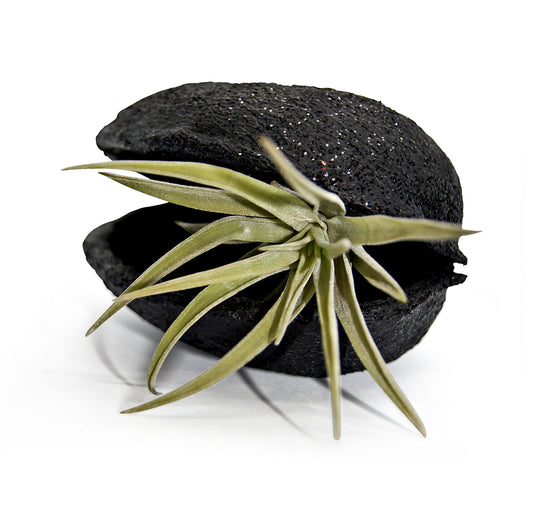 Exotische Pterygota alata Schale Schwarz mit Tillandsie 1er Set grün