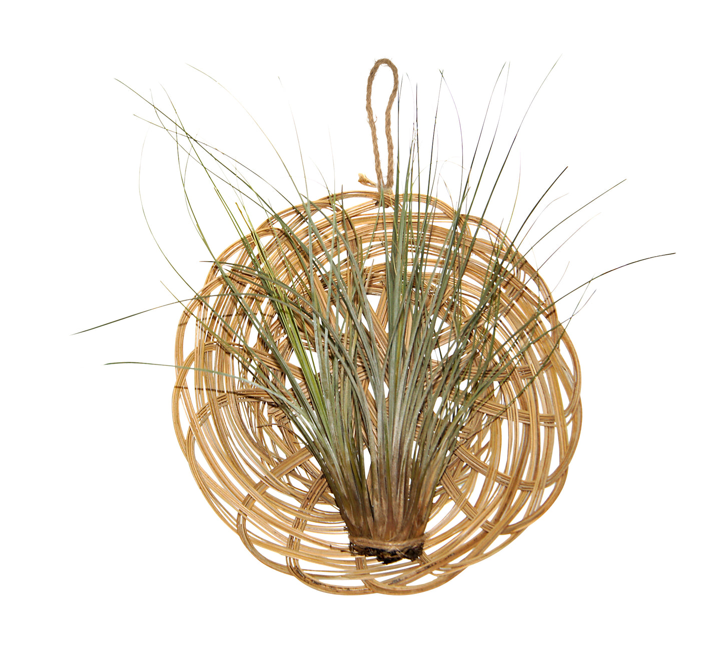 Korb mit Tillandsien Arrangement
