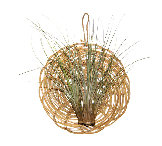 Korb mit Tillandsien Arrangement