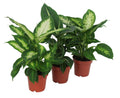 Diffenbachia 40 cm 3er Set