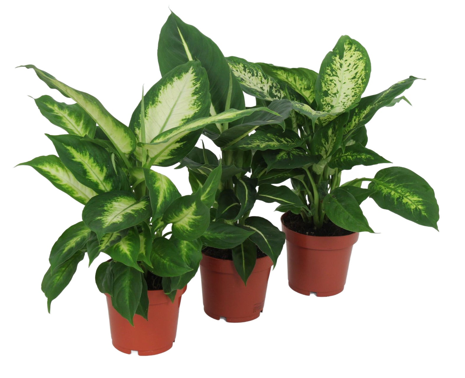 Diffenbachia 40 cm 3er Set