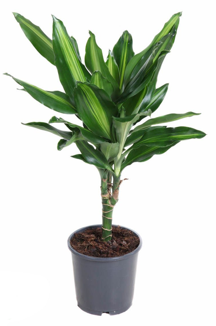 Drachenbaum Dracaena fragrans Cintho 50cm Zimmerpflanze