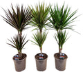 Drachenbaum Dracaena 70cm 3er Set