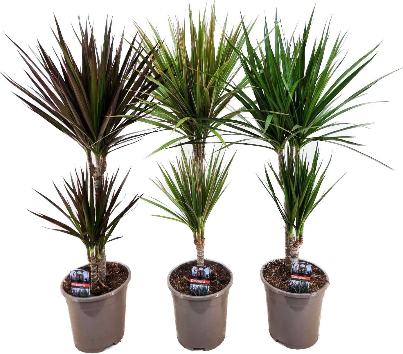 Drachenbaum Dracaena 70cm 3er Set