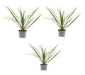 Drachenbaum Dracaena marginata 3er Set