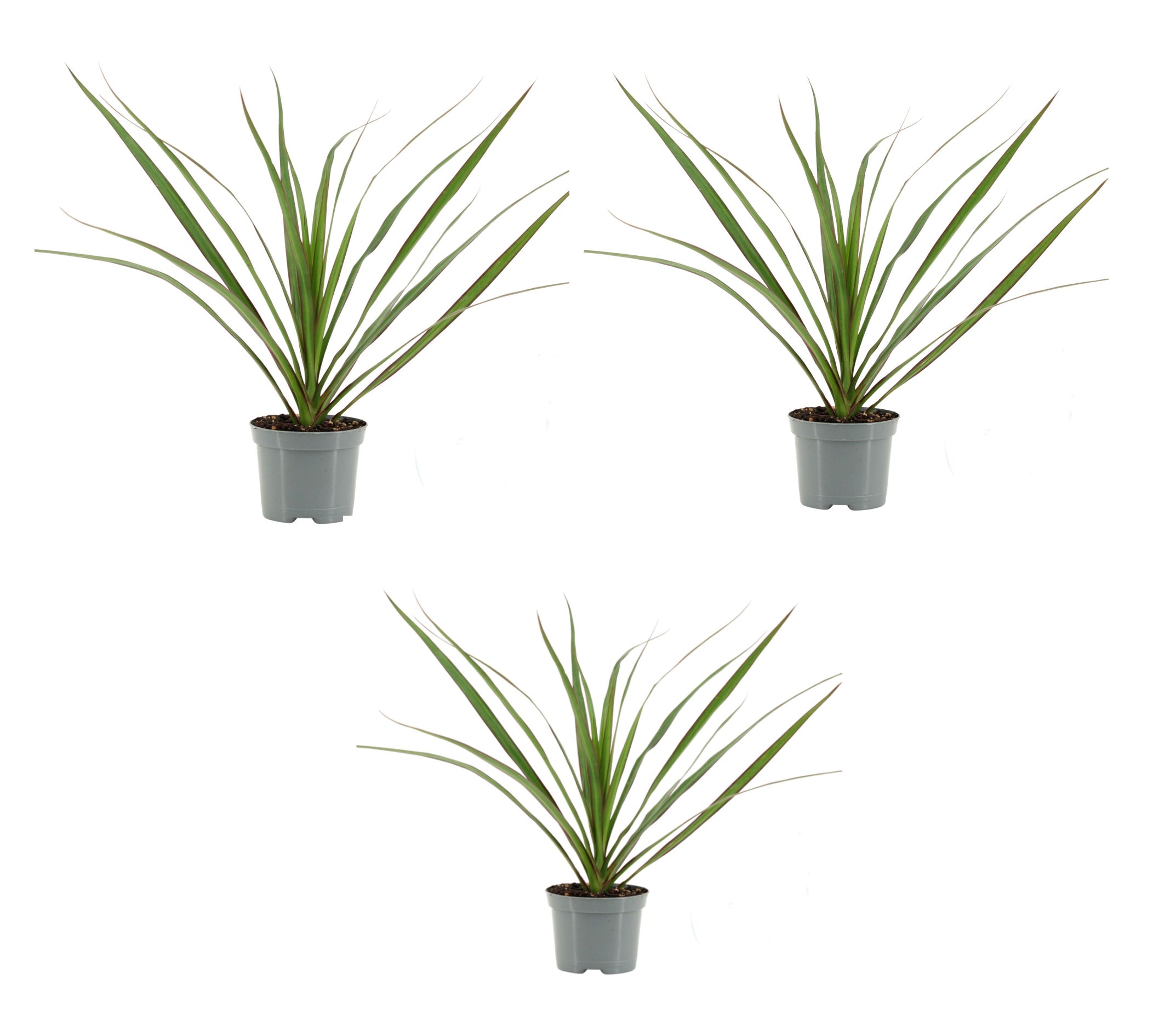 Drachenbaum Dracaena marginata 3er Set