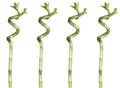 Lucky Bamboo 60cm 4er spiral Bambus