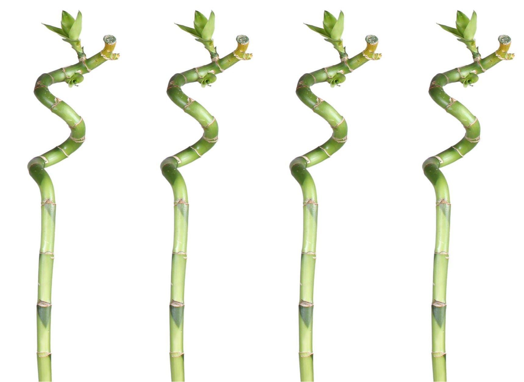 Lucky Bamboo 60cm 4er spiral Bambus