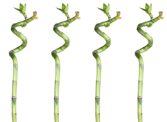 Lucky Bamboo 60cm 4er spiral Bambus