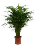 Goldfruchtpalme XXL 85cm Dypsis lutescens