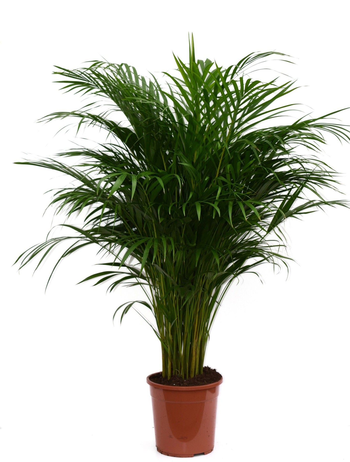 Goldfruchtpalme XXL 85cm Dypsis lutescens