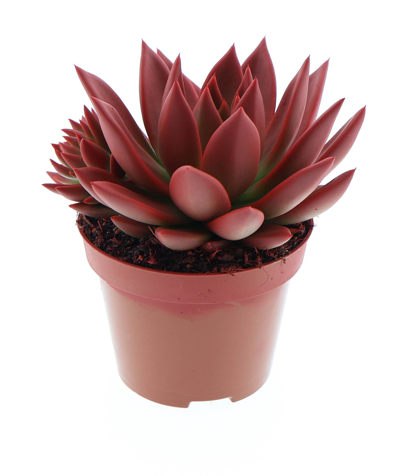 Echeveria 'Miranda' Zimmerpflanze