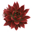 Echeveria 'Miranda' Zimmerpflanze
