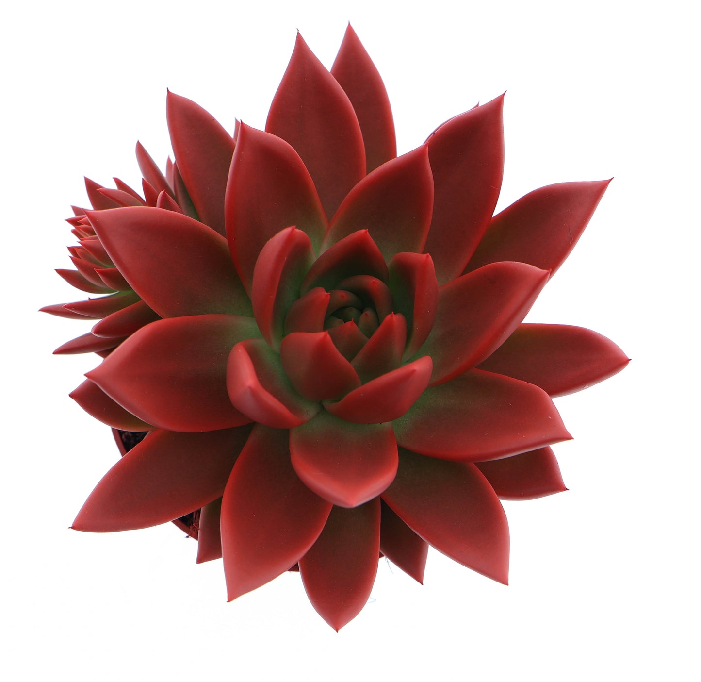 Echeveria 'Miranda' Zimmerpflanze