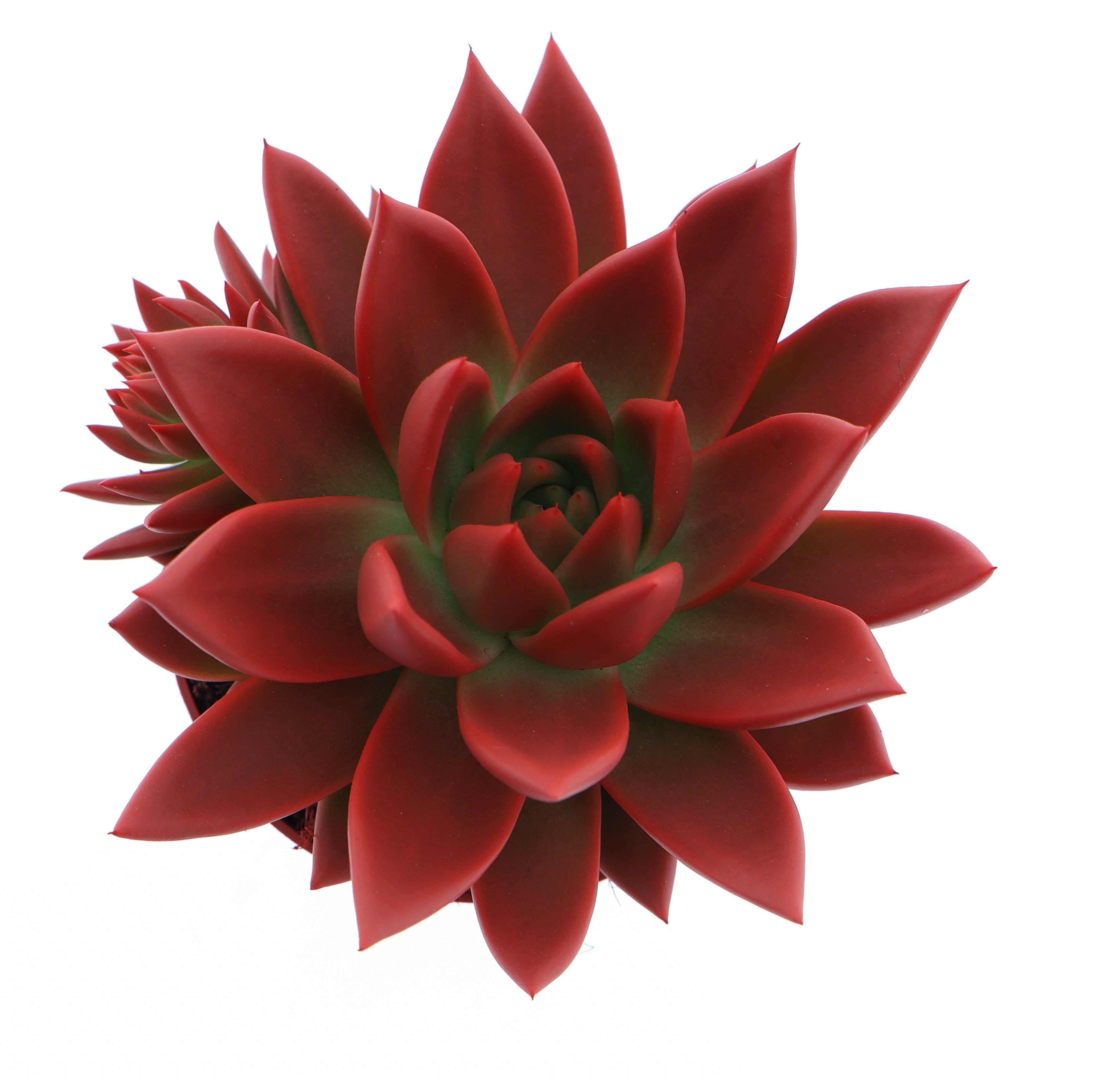 Echeveria 'Miranda' Zimmerpflanze