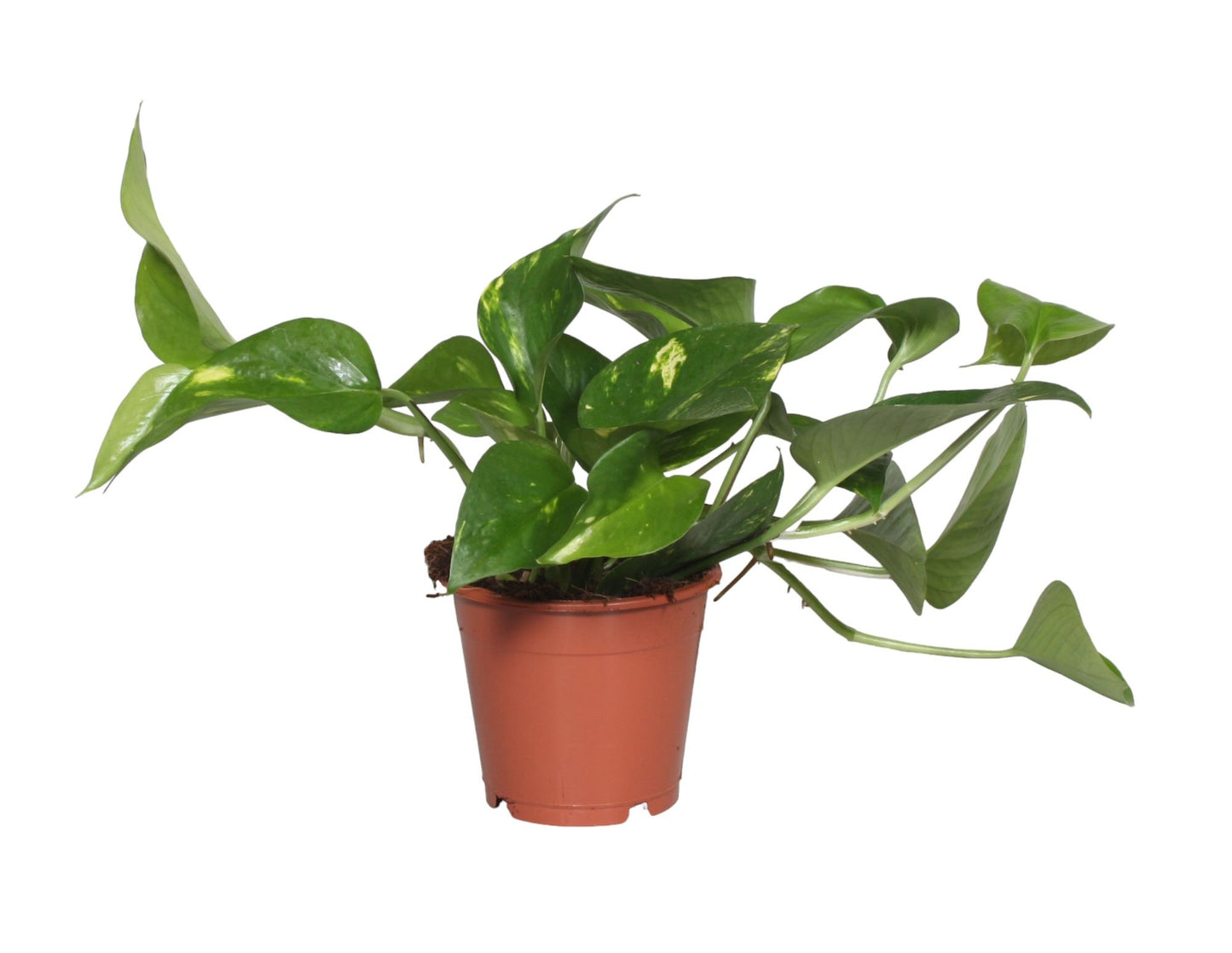 Epipremnum Zimmerpflanze